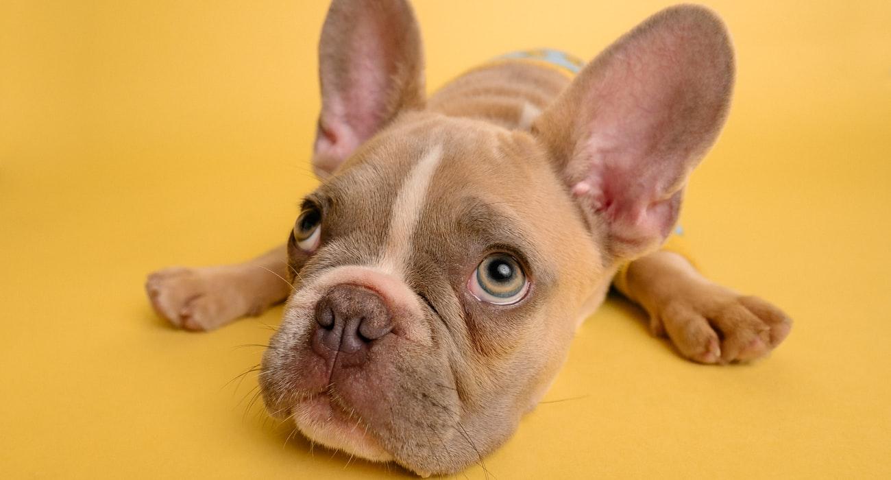 Build your dog's plan in 2 minutes.